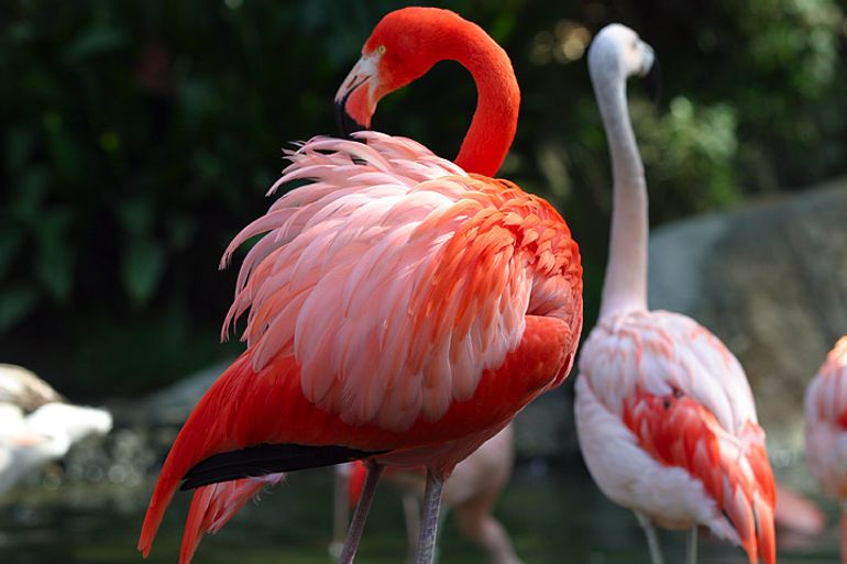 Caribische flamingo