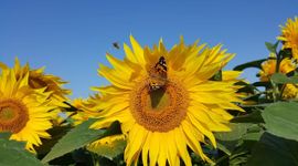 De akkerranden van Bio Akker zijn ingezaaid met een mengsel van diverse bloemen, waaronder zonnebloemen. Zoals te zien is maakt de natuur hier dankbaar gebruik van