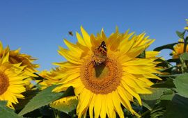 De akkerranden van Bio Akker zijn ingezaaid met een mengsel van diverse bloemen, waaronder zonnebloemen. Zoals te zien is maakt de natuur hier dankbaar gebruik van