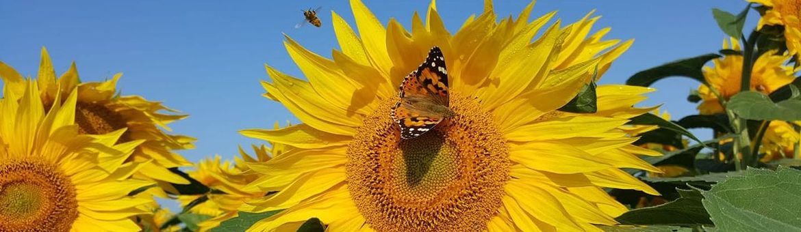 De akkerranden van Bio Akker zijn ingezaaid met een mengsel van diverse bloemen, waaronder zonnebloemen. Zoals te zien is maakt de natuur hier dankbaar gebruik van