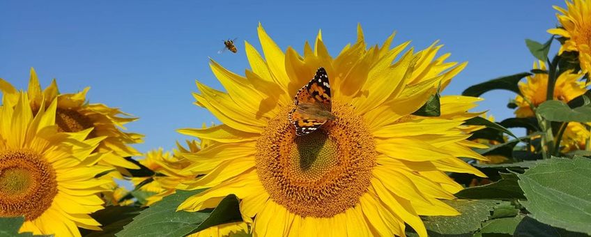 De akkerranden van Bio Akker zijn ingezaaid met een mengsel van diverse bloemen, waaronder zonnebloemen. Zoals te zien is maakt de natuur hier dankbaar gebruik van