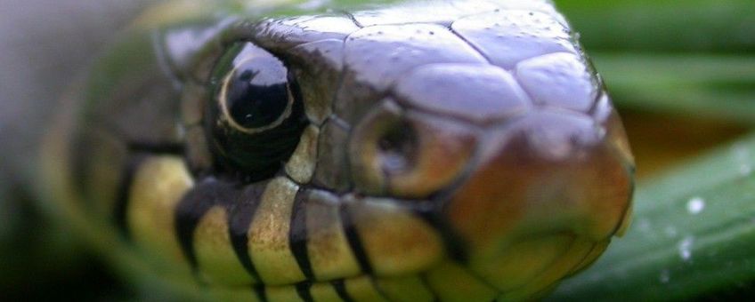 Ringslang, Natrix natrix