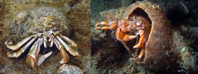Links: de Gemaskerde heremietkreeft blijft kleiner en heeft zwart afgedekte ogen en vaak sterk iriserende poten. Rechts: de Gewone (of Grote) heremietkreeft heeft groene of geelbruine ogen en meer oranje in de poten