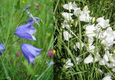 Een bekend verschijnsel in de klokjesfamilie: witte bloemen. Zo ook bij het Grasklokje. Links de gebruikelijke blauwe bloemen, rechts de witte variëteit
