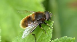 De hommelbijvlieg heeft kenmerkend gekleurde beharing en is daarmee een van gemakkelijkst te herkennen bijvliegen.