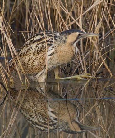 Schitterende schutkleuren maken de roerdomp soms bijna onzichtbaar in het riet