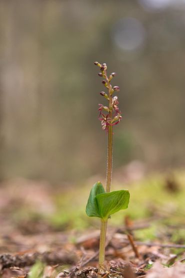 Kleine keverorchis (Neottia cordata) kan op de Waddeneilanden in april al bloeiend worden aangetroffen