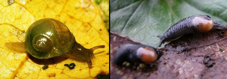 Links: de doorschijnende glasslak (Vitrina pellucida) is algemeen in het hele land en kan zich bijna volledig in het huisje terugtrekken. Rechts: de Rijn-glasslak – hier op weg naar een partner – lukt dat bij lange na niet meer