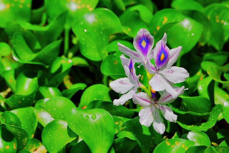 The water hyacinth (Eichhornia crassipes). One of the 49 species currently on the Invasive Alien Species List