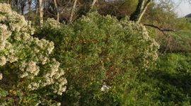 Aaangeplante struikaster in gemeente Westland