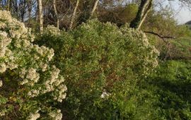 Aaangeplante struikaster in gemeente Westland