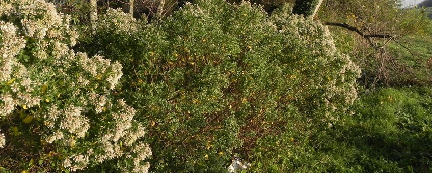 Aaangeplante struikaster in gemeente Westland