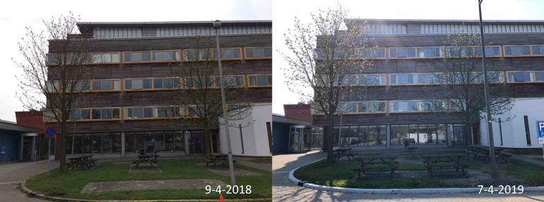 Verschil in ontwikkeling van twee witte paardenkastanjes achter het Gaia gebouw van Wageningen Environmental Research tussen 9 april 2018 en 7 april 2019