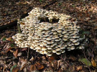 Paddenstoelen van de gewone zwavelkop op een dode stam