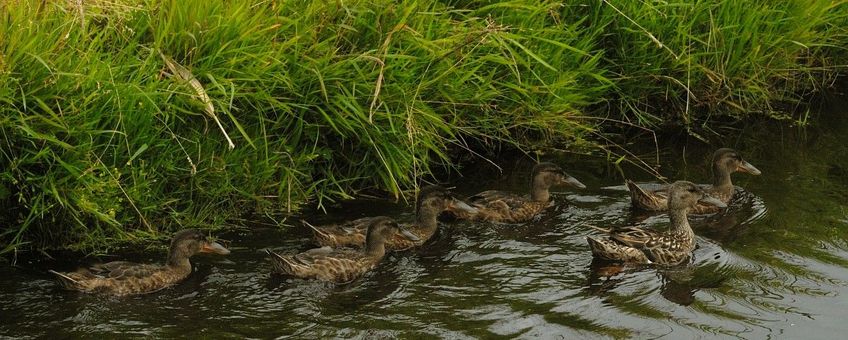 slobeend kuikens