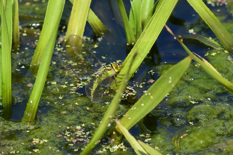 Het vrouwtje van de groene glazenmaker legt haar eitjes in de krabbenscheerplant