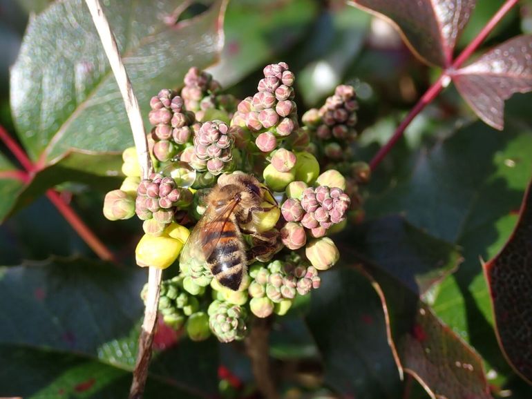 Bloeiende mahonie met een bezoekende honingbij