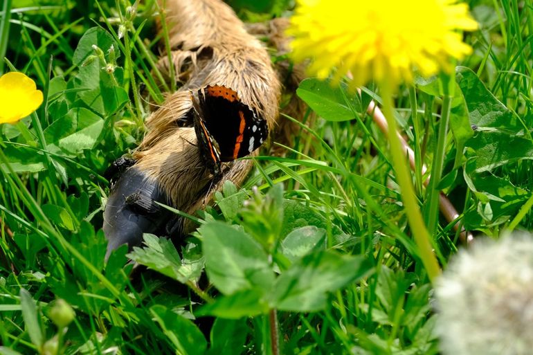 Ook na de dood verdienen wilde dieren een plek in de natuur. Ze mogen er hun laatste, belangrijke rol vervullen: het teruggeven van de natuurlijke bouwstenen waar ze uit bestaan. Zo wordt de kringloop van het leven weer gesloten