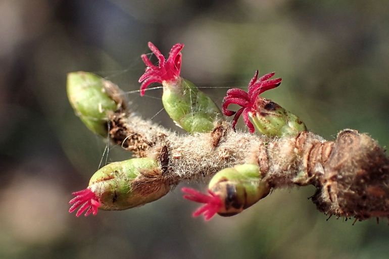 Met een beetje speuren vind je misschien wel een bloeiende Hazelaar!