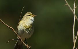 Phylloscopus trochilus. Fitis