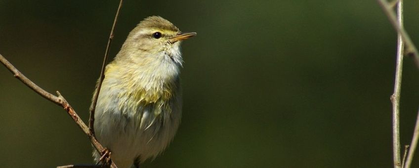 Phylloscopus trochilus. Fitis