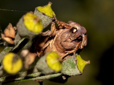 Black-spot chestnut (Conistra rubiginosa)