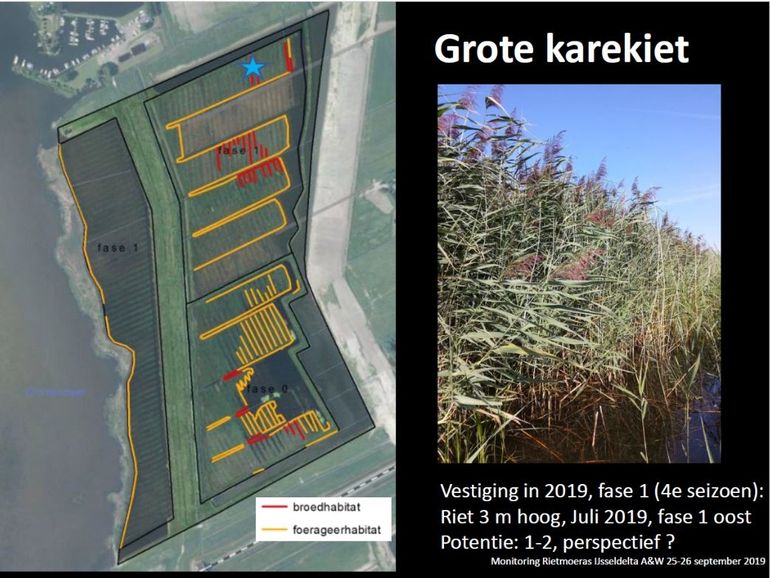 Vestiging van de grote karekiet in het Drontermeer