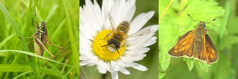 Typische insectensoorten die profiteren van een verbeterde habitatkwaliteit op dijken zijn (v.l.n.r.) greppelsprinkhaan, weidebij en groot dikkopje