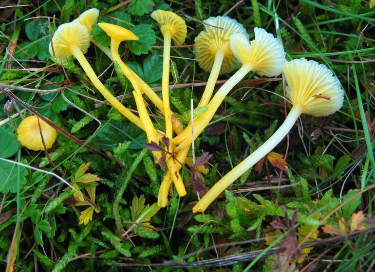 De zeldzame Verblekende wasplaat werd ook  gevonden in het Robbenoordbos