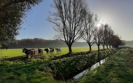 Waterschap Vallei en Veluwe Werken aan kleinschalig landschap Brummen