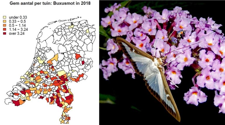 De buxusmot, een nieuwkomer, is meer geteld dan bijvoorbeeld de dagpauwoog, een notoire tuinvlinder