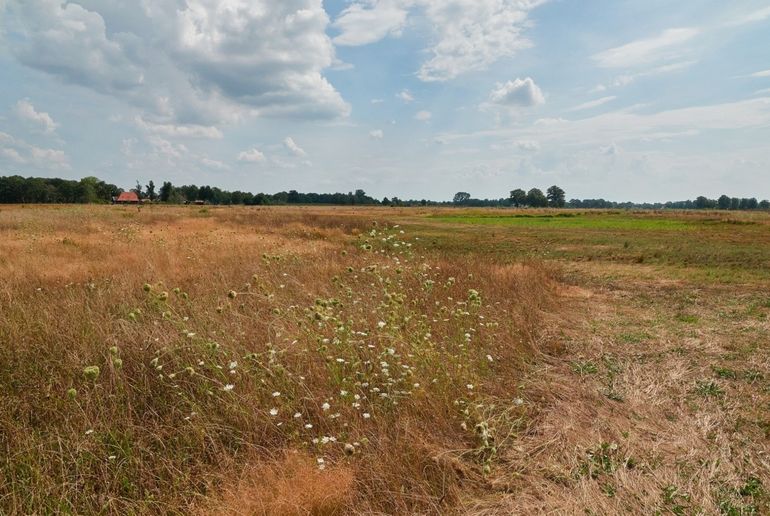 Ongemaaid kruidenrijk grasland bij de Batsdijk