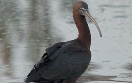 Zwarte Ibis