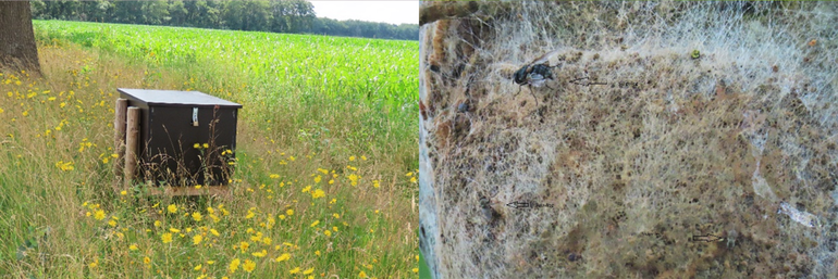 Links zoals de kisten staan op de Steenwijkerweg en rechts een nest met sluipvliegen bezig met eitjes af te zetten op de eikenprocessierupsen. Foto gemaakt in juni 2021