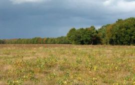 Melman Maashorst grasland Melman
