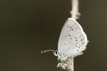Het staartblauwtje is te herkennen aan de oranje stippen onderaan de achtervleugel