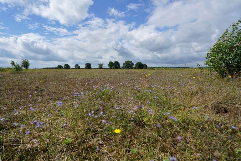 Zandblauwtje in de Maashorst