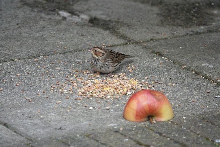 Dwerggorzen scharrelen graag op de grond