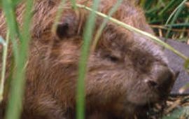 vzz bever VILMAR DIJKSTRA