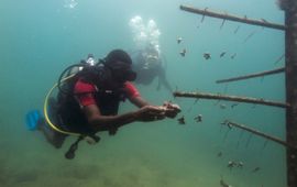 Duikers hangen stukjes koraal op dat uiteindelijk een groot kunstmatig rif moet vormen