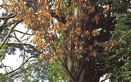 Cryphonectria parasitica