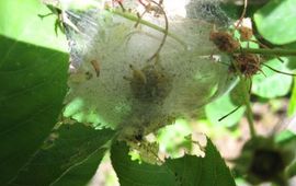 Stippelmotten / spinselmotten in nest