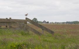 Judith Westerink Waterland
