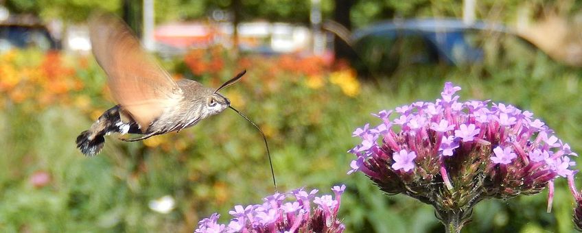 kolibrievlinder ijzerhard - primair