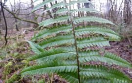 Sipke Gonggrijp Dryopteris pseudodisjuncta in het Purmerbos
