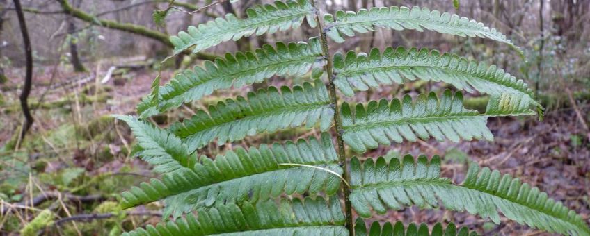 Dryopteris pseudodisjuncta in het Purmerbos