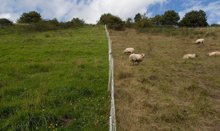 Beheerexperiment begrazing op het kalkgrasland van de Bemelerberg in Zuid-Limburg