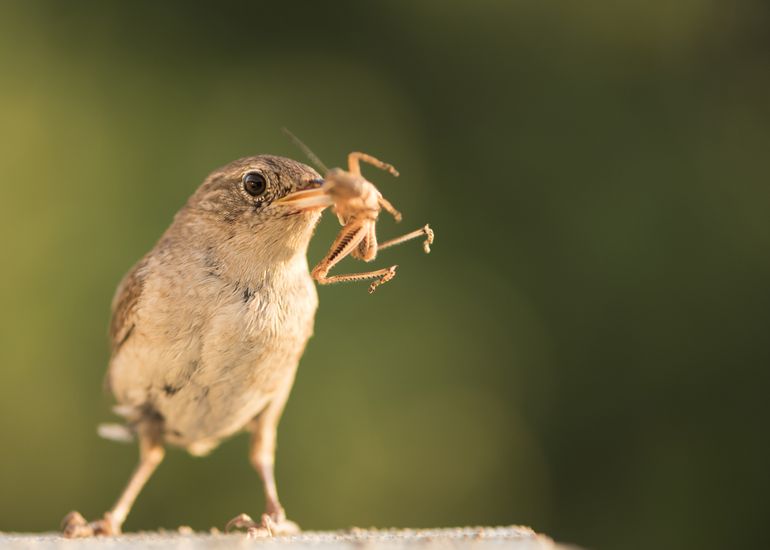 Winterkoninkjes zijn echte insecteneters