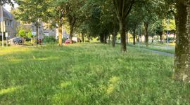 Berm met gras in bloei