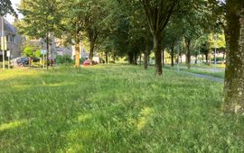 Berm met gras in bloei